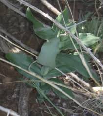 Image result for Bonatea