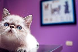 Exotic shorthair kittens for sale is the best choice for beautiful, healthy, affectionate, lovely and adorable shorthair kittens. Exotic Shorthair Kittens For Sale Cats For Adoption Sweetie Kitty 2021