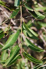 Image result for Cissus cornifolia