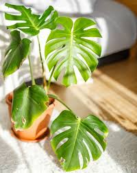 Check spelling or type a new query. Why Does My Monstera Have Brown Spots Smart Garden Guide