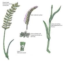 Maybe you would like to learn more about one of these? Grasses Grass Is All The Same Isn T It Acer Ecology