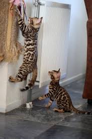 kittens 2 5 wochen bengaal cattery praslin bengal katzchen wilde katzen katzenbabys