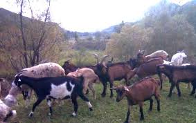 Cumpara acum, 100% sigur prin garantia de livrare. Vand Turma De Capre Alpina Franceza Si Metis De Alpina Cu Sannen Stiriagricole Ro