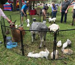 Maybe you would like to learn more about one of these? Petting Zoo Gallery