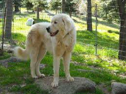 Akbash Dog Guardian Dogs The Dog Breeds Akbash Akbash Dog Dogs