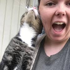 A stray cat walks up to a stranger's porch and falls instantly in love 😻