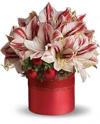 Teleflora S Peppermint Amaryllis Christmas Flower Arrangements Christmas Flowers Holiday Floral Arrangements