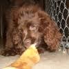 T l c pet grooming 138 henry st binghamton ny 13901. Best 30 Pet Grooming In Binghamton Ny With Reviews Yp Com