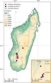 Image result for Tristachya