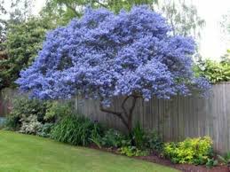 Use them in borders or mass plantings. Pin On Garden Landscaping