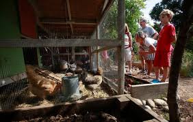 Silicon Valley Tour De Coop Spreads Enthusiasm For Urban Chicken Farming The Mercury News