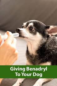 Is Benadryl Safe For My Dog Dogs Benedryl For Dogs Dog Benadryl