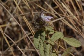 Image result for Lepidagathis lanatoglabra