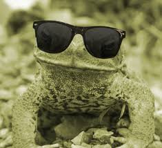 Daytime cane toads revealed - ResearchCareer