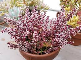 Image result for Crassula capitella