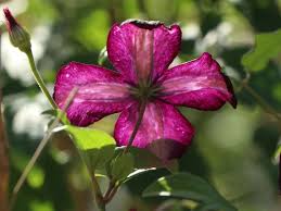 Burpee heavenly blue morning glory seeds 150 seeds. Clematis Dark Eyes Clematis Viticella Dark Eyes Baumschule Horstmann