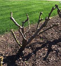 Prune less in the beginning. Pruning Your Roses In The North Texas Garden Cross Timbers Gazette Southern Denton County Flower Mound News
