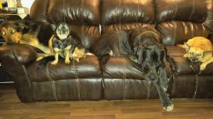 Update... hes at the Putnam Animal Shelter safe and warm now... If anyone  around Eleanor Circle in Eleanor WV is missing a grey long haired very  friendly cat it's hanging around GW