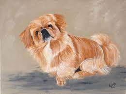 Pekinois Portraits De Chiens Peinture Acrylique Sur Toile Portraits De Chiens Chien Pekinois