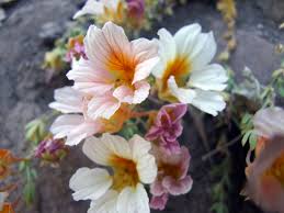 Image result for Tropaeolaceae