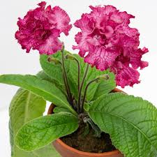 Image result for Streptocarpus