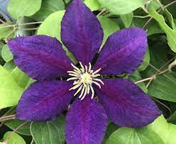 Check spelling or type a new query. Amazon Com The President Clematis Vine Deep Purple 2 5 Pot Toys Games