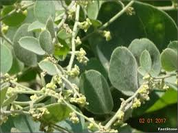 Image result for Cocculus hirsutus