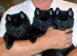 Schipperke Puppies Pictures Schipperke Puppies Schipperke Dog Schipperke