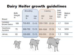 heifer raising the bullvine the dairy information you