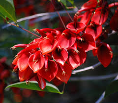 Image result for Erythrina × coddii
