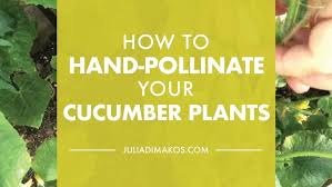 Image result for how to self pollinate cucumbers