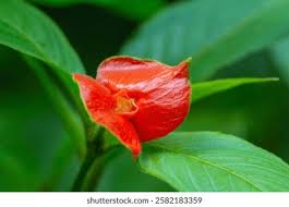 Image result for Psychotria hypsophila