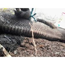 Sementara pohon terbesar di dunia. Fakta Ular Piton Raja Yang Disebut Anaconda Indonesia Mati Terbakar Di Kalimantan Makassar Terkini