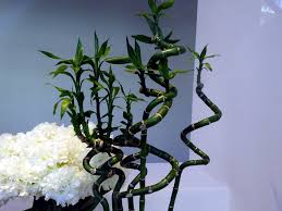 Image result for Dracaena sanderiana