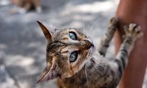El gato, la mascota favorita de muchos mexicanos, celebra hoy jueves su día internacional, una de las tres jornadas que dedica anualmente el calendario a este animal, cuya compañía es muy beneficiosa para la salud humana. Dia Internacional Del Gato 2020 Cosas Que Les Encantan Uno Tv