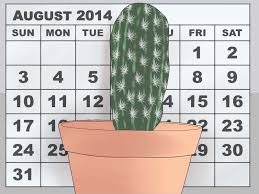 Most people grow this cactus plant in a pot from seeds, so it may be necessary to transplant the cactus to because the spines are hazardous, a thick wad of folded newspaper is the best way to handle the plant after you have moved the plant from one pot to another using your preferred tools. 3 Ways To Repot A Cactus Wikihow