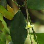 Image result for Garcinia punctata