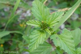 Image result for Malvastrum coromandelianum