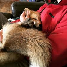 There has been a lot of research lately around domesticating foxes. Why Domesticated Foxes Are Genetically Fascinating And Terrible Pets Pbs Newshour