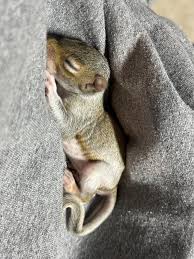 Image result for squirrel poop