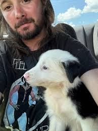 New Border Collie Puppy Arrival and Owner Experiences