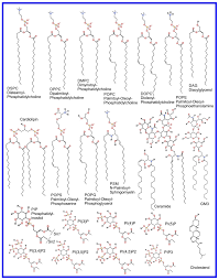 Pharmaceuticals | Free Full-Text | Mechanistic Understanding from Molecular  Dynamics in Pharmaceutical Research 2: Lipid Membrane in Drug Design