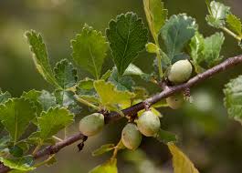 Image result for Commiphora africana
