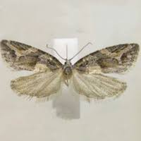 Image result for Heteromorpha sp. agg.