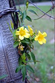 Image result for Loganiaceae