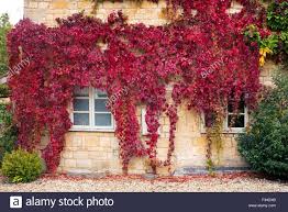 Walls in a garden provide an opportunity for growing some special plants. Stock Photo Parthenocissus Quinquefolia Virginia Creeper American Ivy Covering A House In The Cotswolds Glouc Virginia Creeper Creepers Climbing Plants