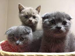 kittehs panosundaki pin