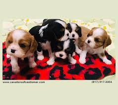 Champion Sired Castlemar Cavalier King Charles Spaniel Puppies 1 Male Cavalier King Charles King Charles Cavalier Spaniel Puppy Cavalier King Charles Spaniel