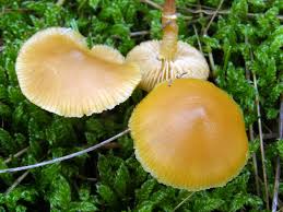 Baustelle Wiesenpilze Wer Aussert Sich