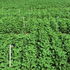 Image result for Macrotyloma ellipticum